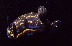 Nudibranch (Hypselodoris cantabrica) with a neon feel to ... by Joao Pedro Tojal Loia Soares Silva 